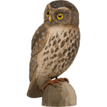 Minervauggla  / Little Owl