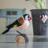 Steglits / Goldfinch